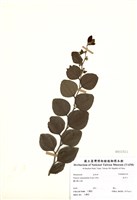 藏品(馬甲子)的圖片